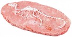 Moses 40144 Dino Fossil