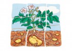 Beleduc Lagen-Puzzle Kartoffel 17043