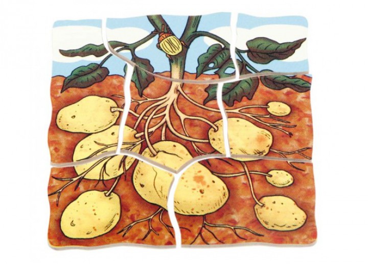 Beleduc Lagen-Puzzle Kartoffel 17043